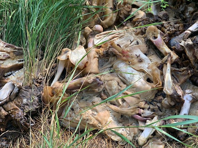 Geschlachtet und entsorgt (Foto: nnz)