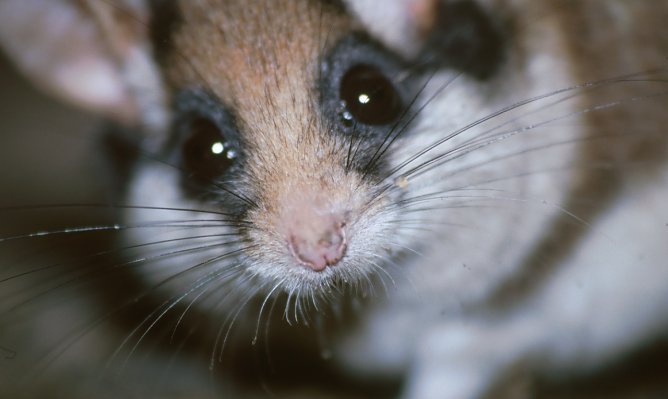 Der Gartenschl&auml;fer ist dem Siebenschl&auml;fer &auml;hnlich, aber nicht identisch mit ihm (Foto: Sven B&uuml;chner )