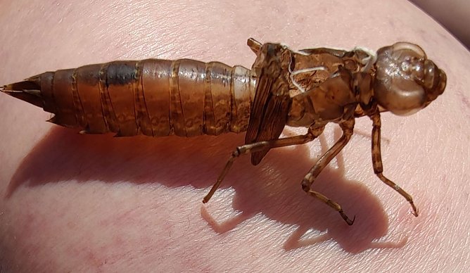 Nur noch eine leere H&uuml;lle hat die Libelle nach ihrer Verwandlung zur&uuml;ckgelassen (Foto: Peter Blei)