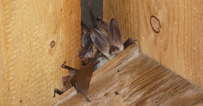 Langohrfledermäuse (Foto: P.Schneller) Langohrfledermäuse (Foto: P.Schneller)