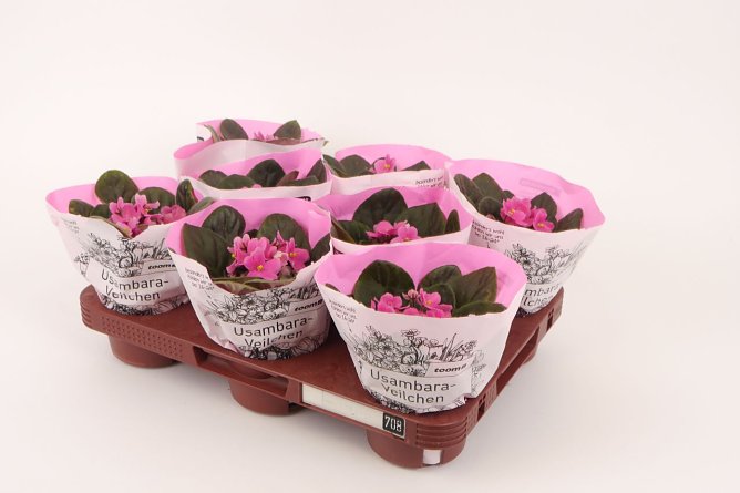Mehrweg anstatt Einweg: Die neuen Pflanzenpaletten sind &uuml;ber Jahre hinweg nutzbar und zu 100 Prozent recycelbar (Foto: Toom)