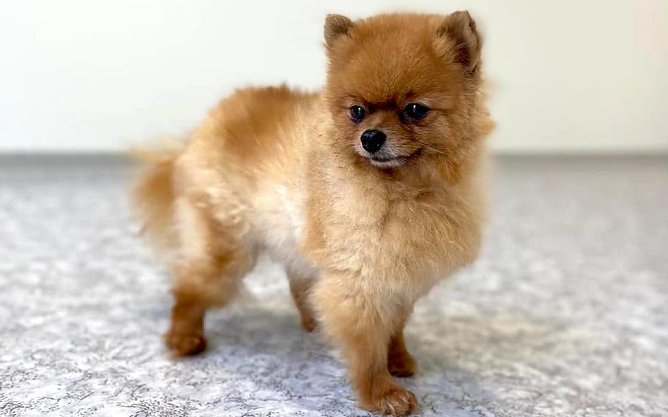  Little Star Queeny (Foto: THN)