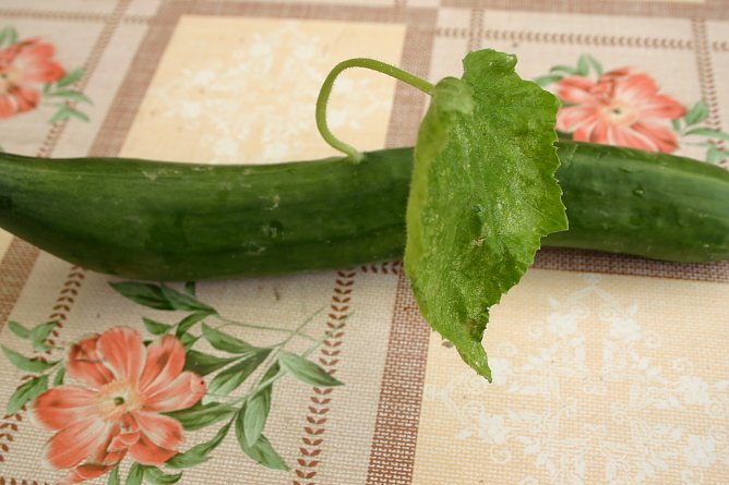 Eine Gurke, aus der ein Blatt w&auml;chst (Foto: J.M&uuml;ller)