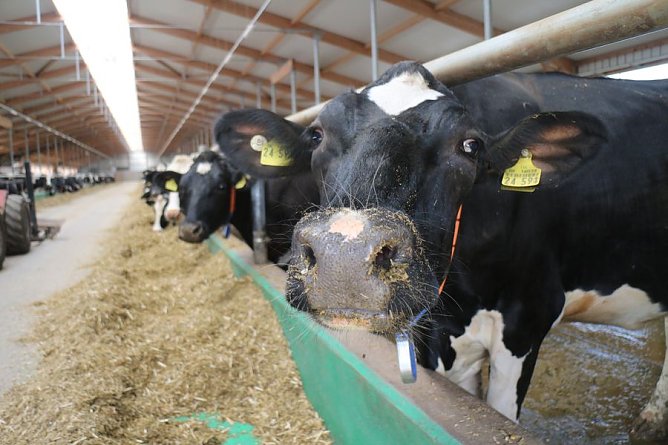 Buchstäblich ausgezeichnete Bedingungen gibt es für die Wipperdörfer Milchkühe (Foto: nnz-Archiv) Buchstäblich ausgezeichnete Bedingungen gibt es für die Wipperdörfer Milchkühe (Foto: nnz-Archiv)
