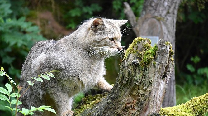 Wildkater Tocco in H&uuml;tschenroda (Foto: Marie Wand)
