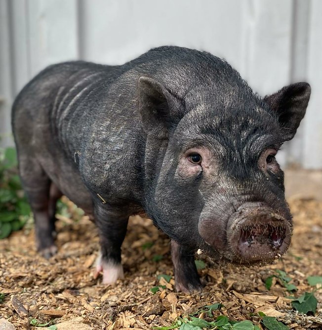 Tier der Woche: Kevin (Foto: Tierheim Nordhausen)