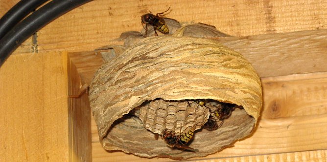 En Hornissennest (Foto: A.Grabs)