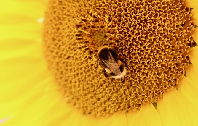 Tierische Tarnung (Foto: Eva Maria Wiegand)