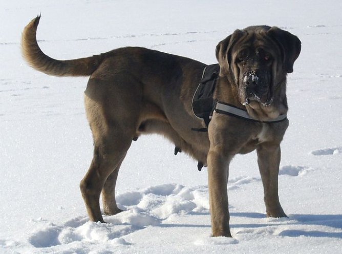 Alexa (Foto: C. Knust) Alexa (Foto: C. Knust)