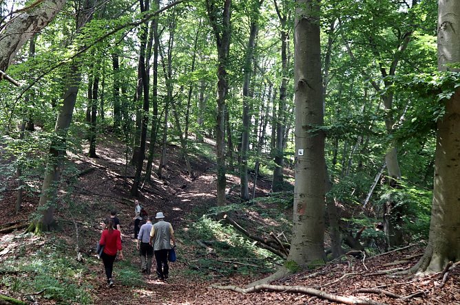 Unterwegs auf dem "Urwaldpfad" (Foto: Landschaftspflegeverband S&uuml;dharz/Kyffh&auml;user)