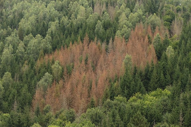Eine Schneise toter Fichten oberhalb von Netzkater, die B&auml;ume drumherum d&uuml;rften bereits befallen sein (Foto: agl)