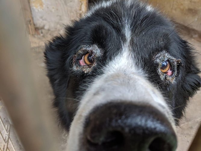 Hund mit Augenentz&uuml;ndung im Bestand der Z&uuml;chterin (Foto: PETA)