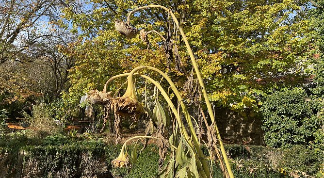 Verbl&uuml;hte Sonnenblumen (Foto: oas)