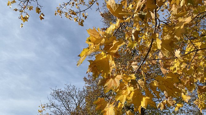 Herbstlaub (Foto: oas)