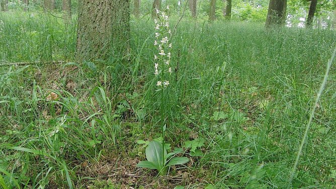 Die in Deutschland gef&auml;hrdete Orchidee Gr&uuml;nliche Waldhyazinthe (Platanthera chlorantha) ist die vielleicht optisch ansprechendste Art, die wir auf der in diesem Beitrag beschriebenen Mahdfl&auml;che erhalten. Die anderen dort siedelnden, meist st&auml;rker gef&auml;hrdeten Arten, sind eher unscheinbar. Die Aufnahme entstand 2013 in den Fahner H&ouml;hen bei Eschbergen. (Foto: B. Schwarzberg)