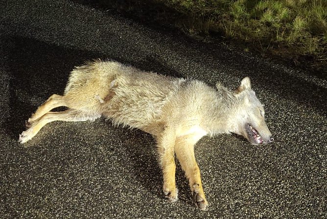 Dieser Wolf lag gestern auf der Autobahn (Foto: Autobahnpolizei) Dieser Wolf lag gestern auf der Autobahn (Foto: Autobahnpolizei)