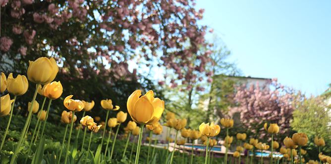Der Frühling naht! Aber wann genau beginnt er eigentlich? (Foto: agl) Der Frühling naht! Aber wann genau beginnt er eigentlich? (Foto: agl)
