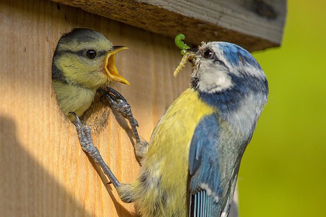 Eine Blaumeise f&uuml;ttert ihren Nachwuchs (Foto: Rita Priemer)