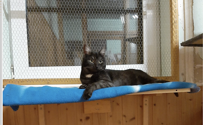 Speedy sucht eine neues Zuhause (Foto: Tierschutz Nordhausen)