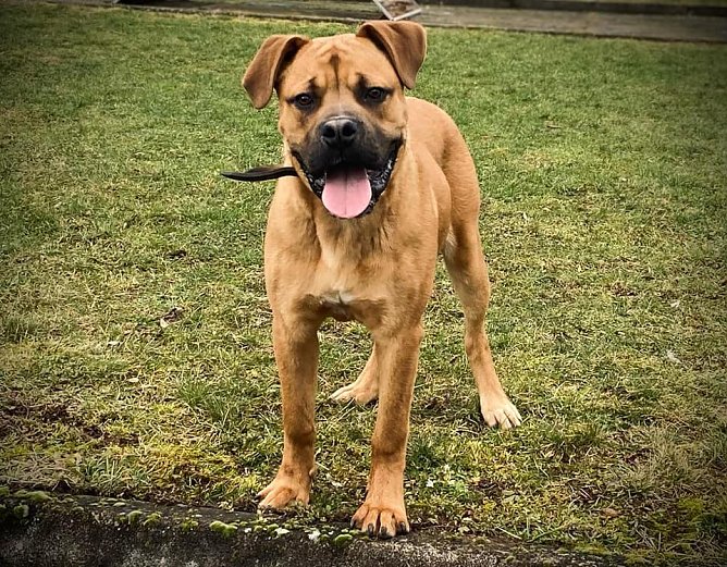 Tier der Woche: Rocky (Foto: Tierheim Nordhausen)