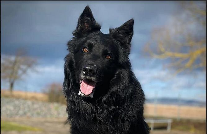 Tier der Woche: Chopper (Foto: Tierheim Nordhausen)