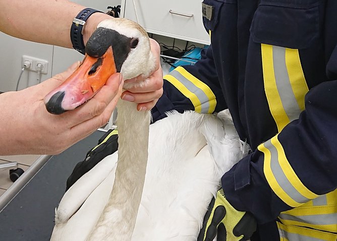 Geretteter Schawan in Neustadt (Foto: C.Burkert)