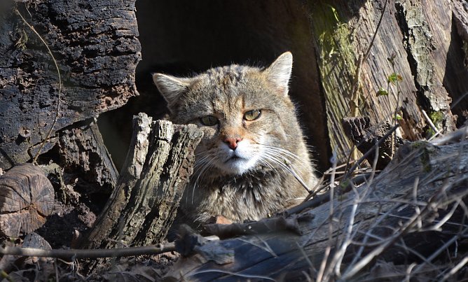 Wildkater Carlo wartet schon sehns&uuml;chtig auf die vielen Besucher (Foto: Katrin Vogel)