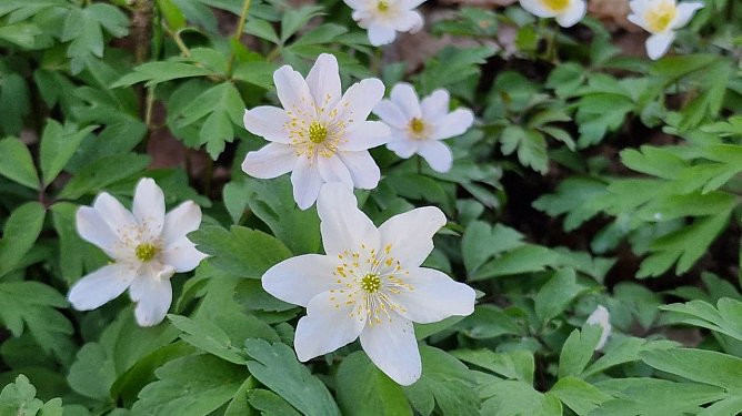 Buschwindr&ouml;schen (Foto: Constanze R.)