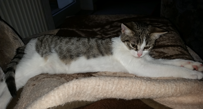 Wo ist Bonny? (Foto: privat)