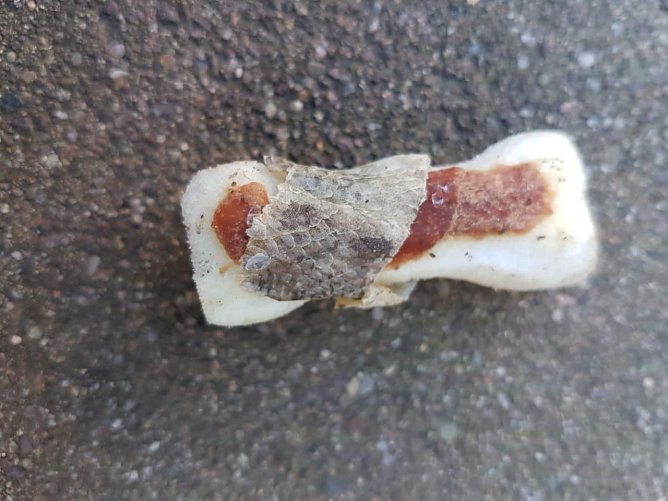 Gefundene Giftk&ouml;der (Foto: S. Dietzel)