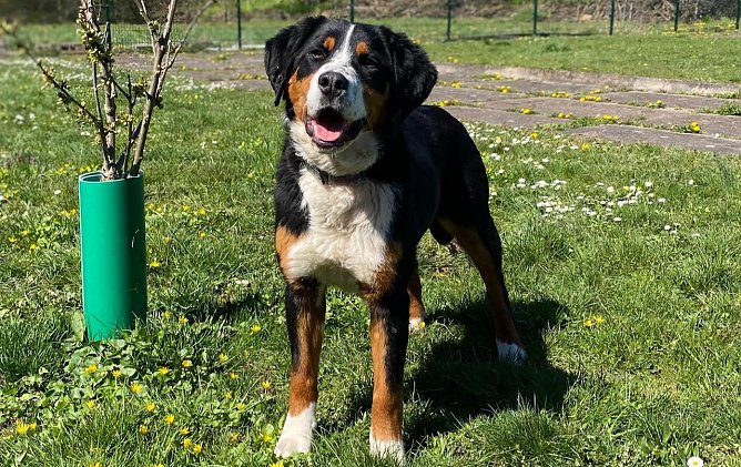 Elba, die junge Mischlingsh&uuml;ndin (Foto: Tierheim Nordhausen)