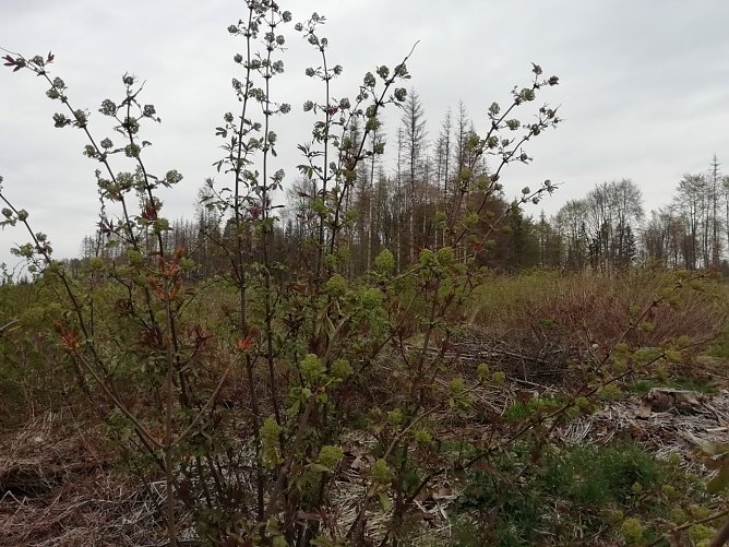 Bei Sophienhof hat es die Sonne zwar noch schwer, aber die Natur erwacht trotzdem (Foto: W. J&ouml;rgens)