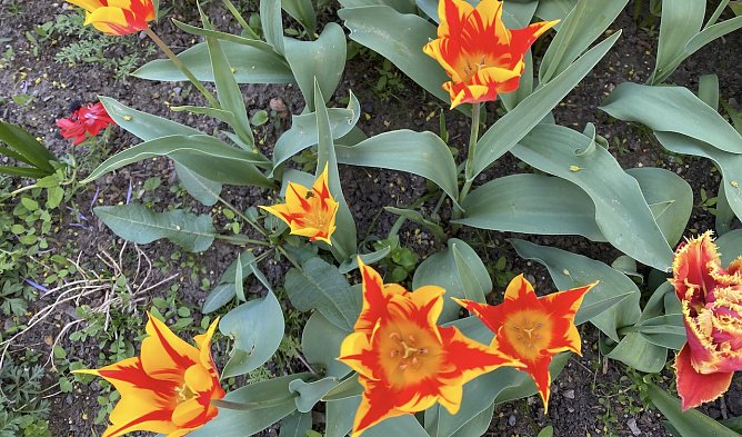 Kleing&auml;rtner aus dem Landkreis berieten sich (Foto: oas)