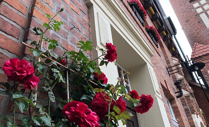 Rosenstock in der Traditionsbrennerei (Foto: T.M&uuml;ller)