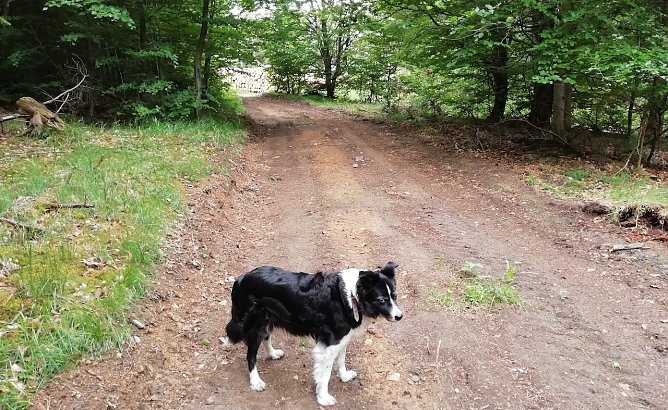 Fr&uuml;hlingserwarten auch in Sophienhof heute Morgen bei 7 Grad Celsius (Foto: W.J&ouml;rgens)