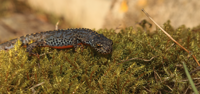 Die Welt der kleinen Wasserdrachen kann man im Teichthal in Hainrode erleben (Foto: Landschaftspflegeverband S&uuml;dharz/Kyffh&auml;user)