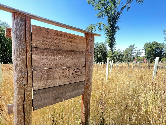 Der "Zukunftswald" bei Harz Rigi w&auml;chst langsam (Foto: Stadtverwaltung Nordhausen)