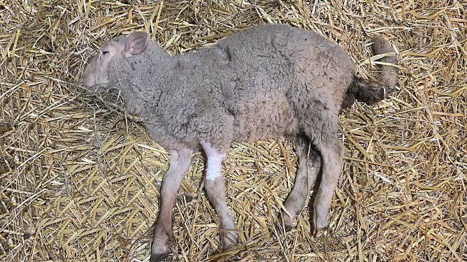 Lamm zum Sterben &uuml;ber den Zaun geworfen? (Foto: PETA/SD)