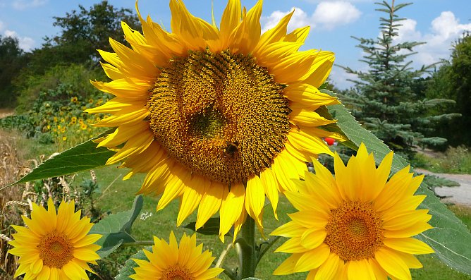 Sonnenblumenfest am 20. August (Foto: U.Reinboth) Sonnenblumenfest am 20. August (Foto: U.Reinboth)