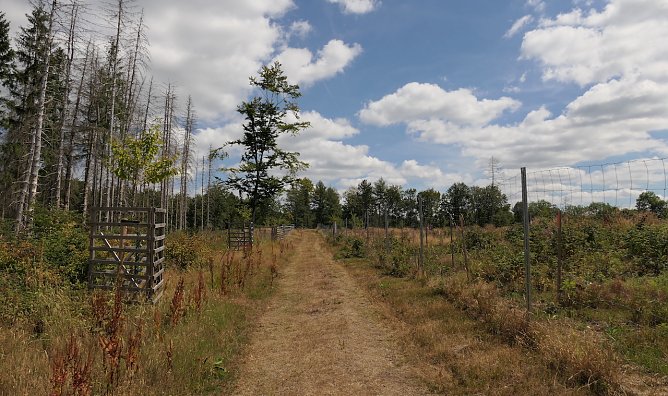 Weg im Harz (Foto: Anja Apel) Weg im Harz (Foto: Anja Apel)