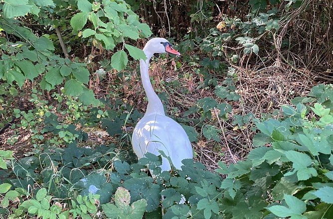 Er hielt die Nordh&auml;user berufsfeuerwehr heute morgen in Bewegung (Foto: Polizei)