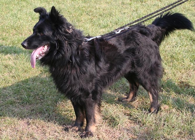 Herrchen oder Frauchen gesucht (Foto: rh) Herrchen oder Frauchen gesucht (Foto: rh)