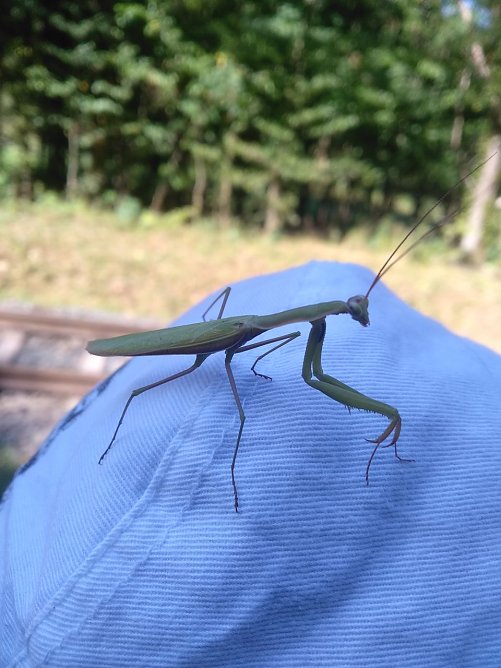 Ein Neuank&ouml;mmling in unseren Breiten: die Gottesanbeterin (Foto: Steffen Liesegang)