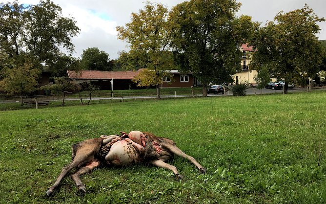 Gerissene Hirschkuh in unmittelbarer N&auml;he der Wolfsm&uuml;hle (Foto: Hempel)