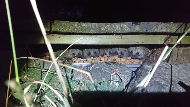 So lässt's sich aushalten - im Garten der Familie Weber haben es sich die Igel gemütlich gemacht (Foto: K. Weber) So lässt's sich aushalten - im Garten der Familie Weber haben es sich die Igel gemütlich gemacht (Foto: K. Weber)