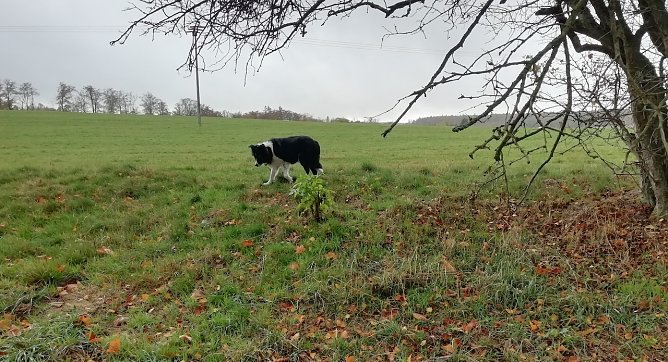 Windig bei 10 Grad war es heute Morgen in Sopgienhof (Foto: W.Jörgens) Windig bei 10 Grad war es heute Morgen in Sopgienhof (Foto: W.Jörgens)
