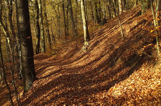 Im Wilden H&ouml;lzchen (Foto: Bernd Thielbeer)