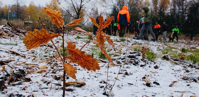 An der alten Deutsch-deutschen Grenze wurden heute noch einmal symbolisch B&auml;ume gepflanzt (Foto: agl)