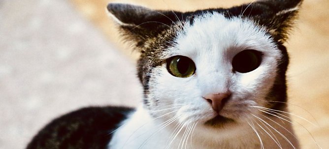 Ein Besuch im Katzenhaus (Foto: agl) Ein Besuch im Katzenhaus (Foto: agl)