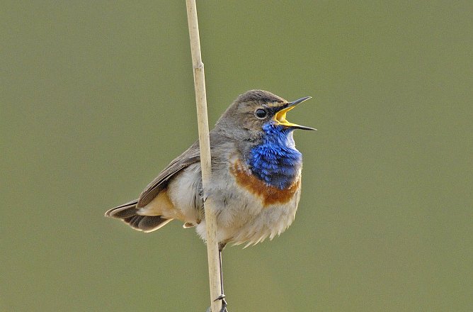 Blaukehlchen (Foto: Tom Dove)